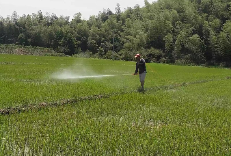 水稻直播田除草策略，打造无草害优质水稻田